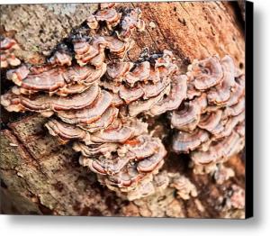 Turkey Tail tree fungus